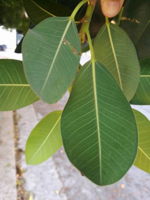 Quale Ficus?  Ficus rubiginosa o  suo ibrido